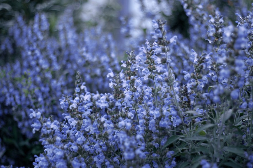 Loreak Itsaso Benedicto